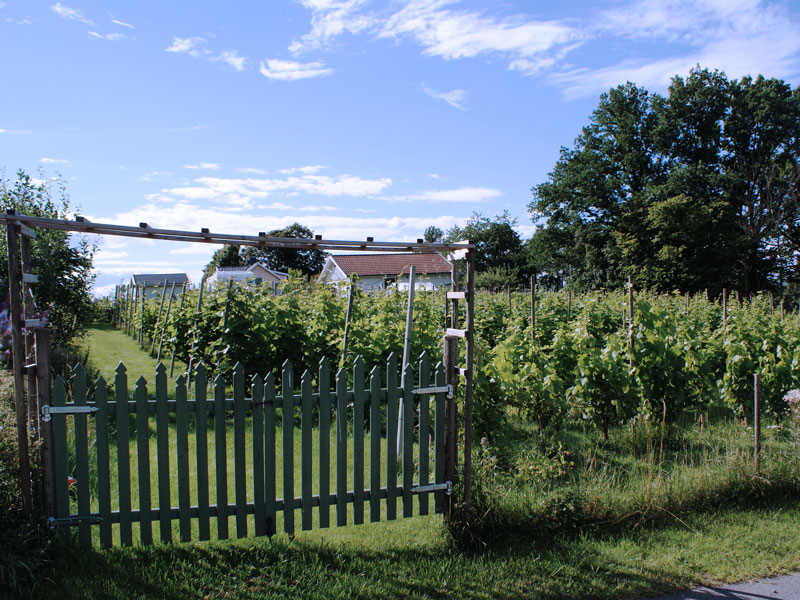 odlingen-stora-vingarden