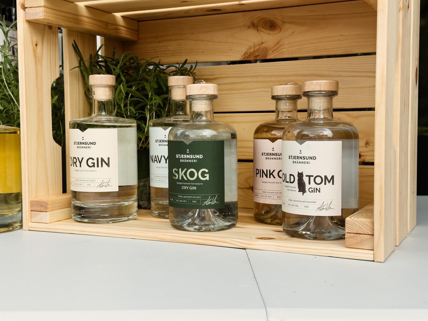 488803509_1239506798182657_848969741885346120_n